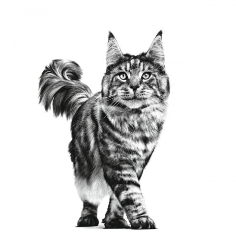 ROYAL CANIN Cat Gastrointestinal VHN - trockenfutter für Katzen - 400g - Fotogalerie 3