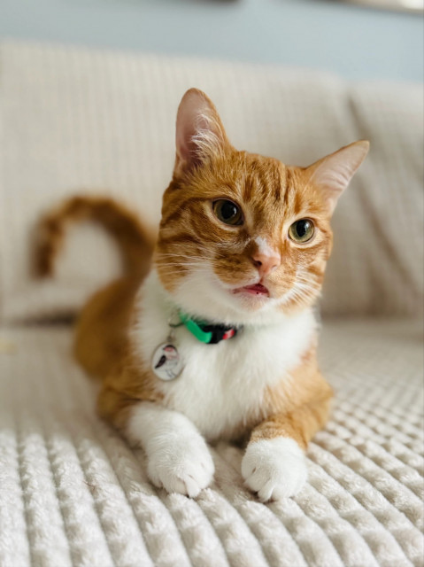 ZOLUX Chatouille green - halsband für katzen - Fotogalerie 2