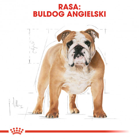 ROYAL CANIN Bulldog Adult - Trockenfutter für Hunde - 12 kg - Fotogalerie 4