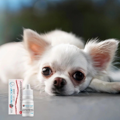 JM SANTE Vet Protector Ligo - augentropfen für hunde und katzen – 3 ml - Fotogalerie 2