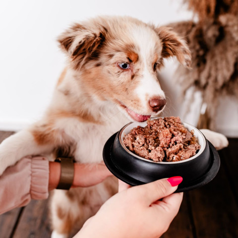 PERRO Gourmet Junior Horsemeat with zucchini - nassfutter für Hunde - 400g - Fotogalerie 2