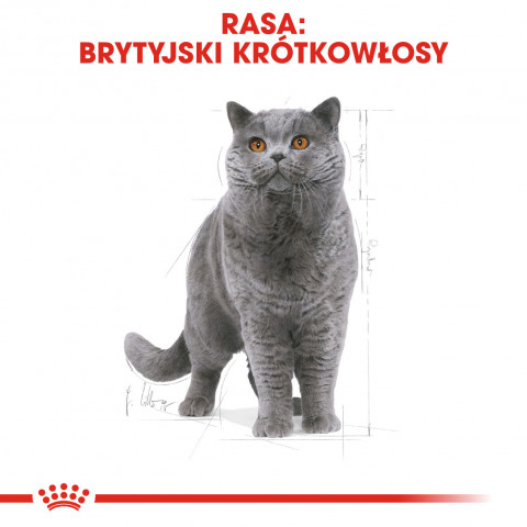 ROYAL CANIN British Shorthair - Trockenfutter für Katzen - 2 kg - Fotogalerie 8