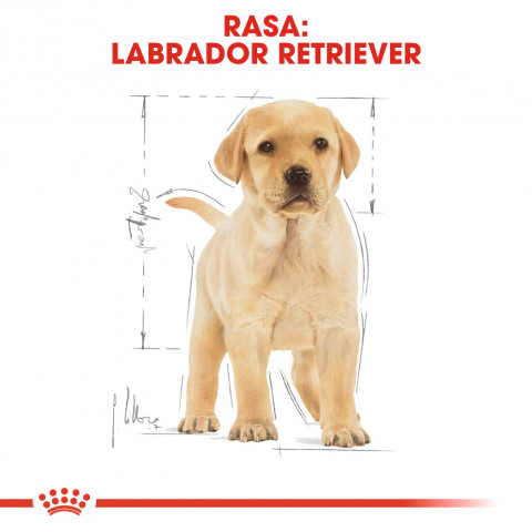 ROYAL CANIN SHN Breed Labrador Junior Trockenfutter für Hunde - 12 kg. - Fotogalerie 7