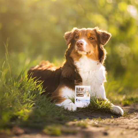 RAW PALEO Adult Monoprotein Kabeljau – Nassfutter für Hunde – 800 g - Fotogalerie 5