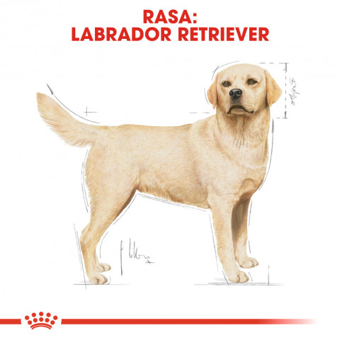 ROYAL CANIN Labrador Adult - Trockenfutter für Hunde - 12 kg - Fotogalerie 7