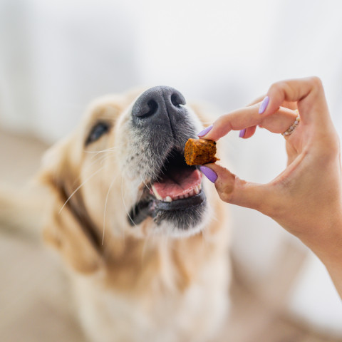 PERRO Bon Bon Turkey - leckerli für hunde - 80g - Fotogalerie 3