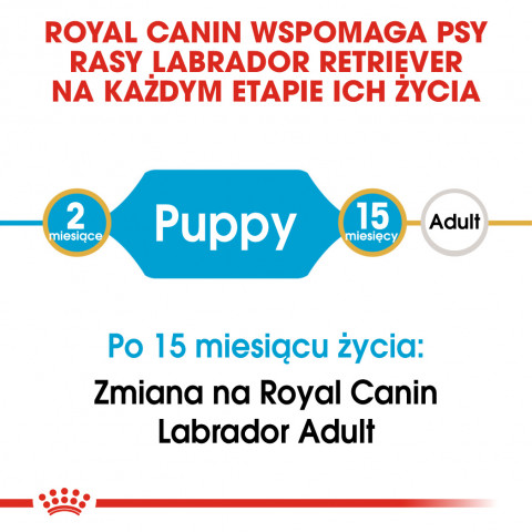 ROYAL CANIN SHN Breed Labrador Junior Trockenfutter für Hunde - 12 kg. - Fotogalerie 6