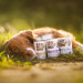 VET EXPERT Raw Paleo Adult Monoprotein Kabeljau – Nassfutter für Hunde – 400 g - Fotogalerie 2