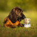 RAW PALEO Puppy Monoprotein Cod - Nassfutter für Welpen - 400 g - Fotogalerie 3