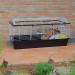 FERPLAST Casita 120 - Käfig für Meerschweinchen und Kaninchen - Fotogalerie 11