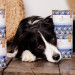 PERRO Gourmet Goat with sweet potatoes - Nassfutter für Hunde - 800g - Fotogalerie 3