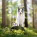 RAW PALEO Puppy Monoprotein Duck – Nassfutter für Welpen - 400 g - Fotogalerie 3