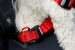 ZOLUX Travel Safe M black - geschirr für hunde - Fotogalerie 4