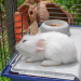 FERPLAST Rabbit 120 - Käfig - Fotogalerie 7