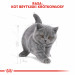 Royal Canin British Shorthair Kitten Katzen-Trockenfutter 2 kg Geflügel, Reis, Gemüse - Fotogalerie 2