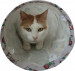 ZOLUX Chatouille Tunnel Cats and Mice Pattern - spielzeug für katzen - 100cm - Fotogalerie 2
