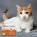 JM SANTE Multiway Vet Duocaps Kidneys - twist-off kapseln für nieren bei hunden und katzen – 60 stück - Fotogalerie 2