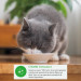 INABA Dashi Delights Huhn und Thunfisch in Brühe – Delikatesse für Katzen – 3x70 g + 1x70 g Gratis! - Fotogalerie 2