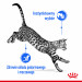 ROYAL CANIN FHN Indoor jelly - Nassfutter für ausgewachsene Katzen - 12x85g - Fotogalerie 7