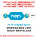 ROYAL CANIN Golden Retriever Puppy - Trockenfutter für Hunde - 12 kg - Fotogalerie 6