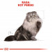 ROYAL CANIN Persian Adult - trockenfutter für Katzen - 2kg - Fotogalerie 3