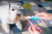 VIRBAC C.E.T. - enzymatische zahnpasta für hunde und katzen - 70 g - Fotogalerie 2