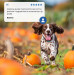 Nasses Hundefutter - FARMINA N&D DOG LAMB&PUMPKIN&BLUEBERRY PUPPY 285g - Fotogalerie 2