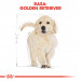 ROYAL CANIN Golden Retriever Puppy - Trockenfutter für Hunde - 12 kg - Fotogalerie 8