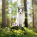 RAW PALEO Puppy Monoprotein Beef – Nassfutter für Welpen – 400 g - Fotogalerie 4
