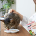 INABA Grilled Chicken Extra tender fillet in scallop flavored broth - Katze behandeln - 25 g - Fotogalerie 4