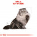 Royal Canin Persian Katzen-Trockenfutter 4 kg Adult Mais, Geflügel - Fotogalerie 11