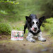 RAW PALEO Puppy Monoprotein Beef – Nassfutter für Welpen – 400 g - Fotogalerie 5