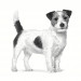 ROYAL CANIN Anallergenic Small VHN - trockenfutter für Hunde - 3kg - Fotogalerie 3