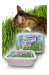 Certech 10319 Haustiergras-Samen Katze - Fotogalerie 1