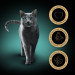 SHEBA Delicacy Geflügelgeschmack in Gelee - Katzennassfutter - 80x 85 g - Fotogalerie 12