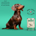 OLLO Umami Goose and turkey - Nassfutter für Hunde - 400g - Fotogalerie 8