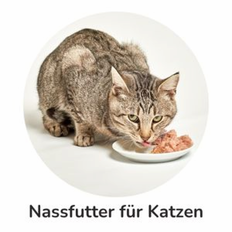Nassfutter für Katzen