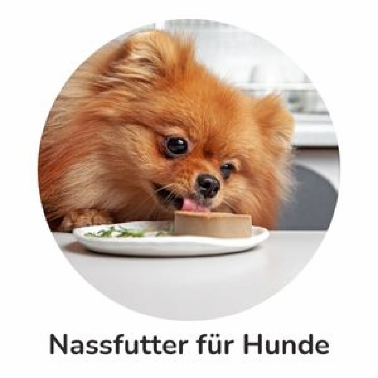 Trockenfutter für Hunde