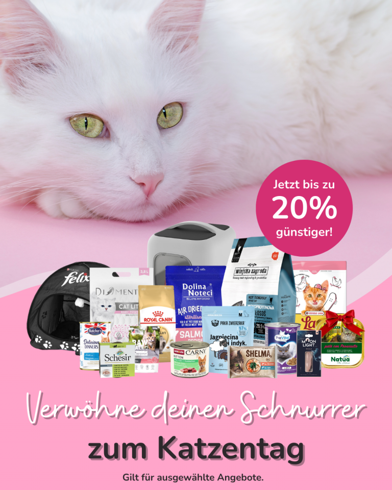 [OFERTA SPECJALNA] Luty Dzień Kota