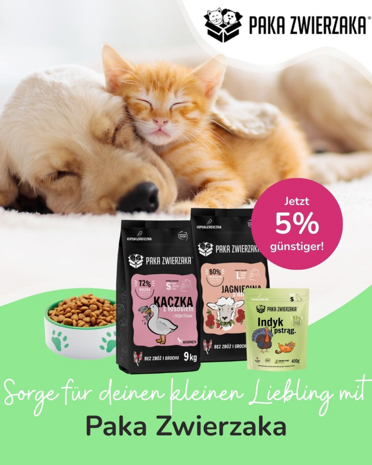 [Oferta specjalna] Szczenięta i kocięta