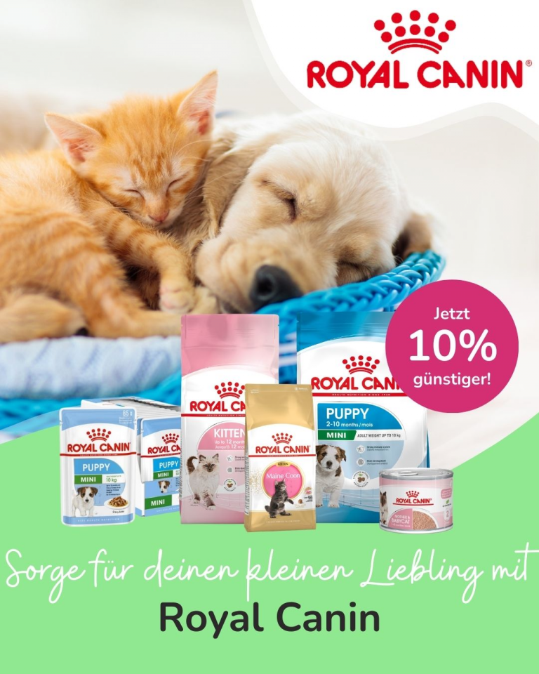 [Oferta specjalna] Szczenięta i kocięta