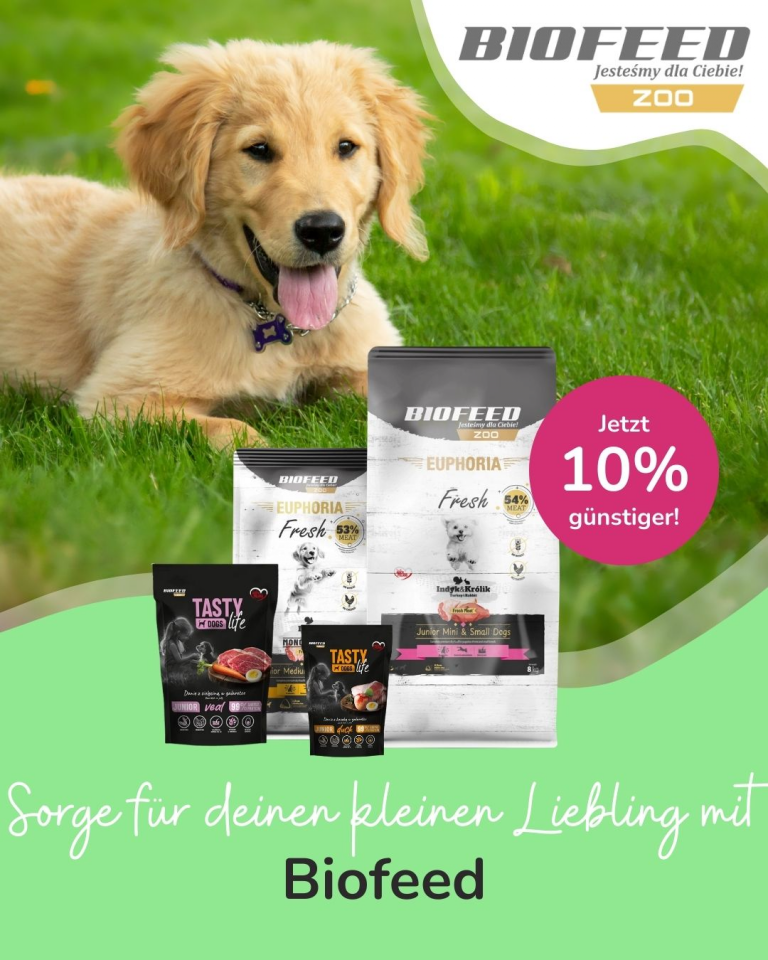 [Oferta specjalna] Szczenięta i kocięta