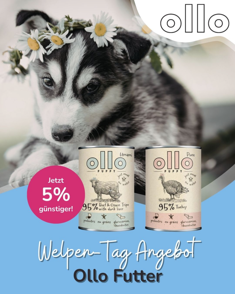 [OFERTA SPECJALNA] Dzień szczeniąt Ollo