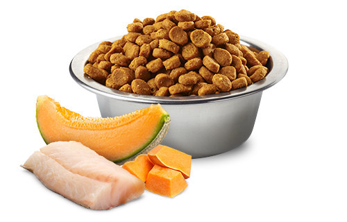 FARMINA N&D Ocean Dog Cod, Pumpkin & Cantaloupe Melon Puppy Mini - Trockenfutter für Hunde - 800g - foto 3