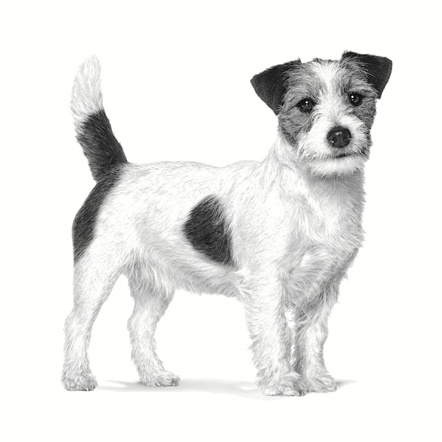 ROYAL CANIN Gastrointestinal Low Fat Small VHN - trockenfutter für Hunde - 1,5kg - foto 3