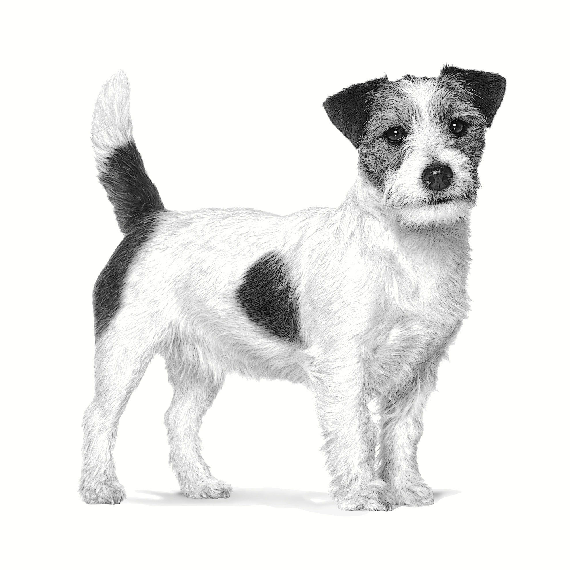 ROYAL CANIN Gastrointestinal Low Fat Small VHN - trockenfutter für Hunde - 3,5kg - foto 1