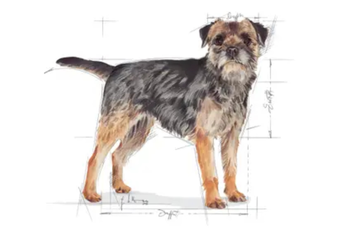 Royal Canin CCN MINI STERILISED - Trockenfutter für ausgewachsene Hunde - 3kg - foto 3