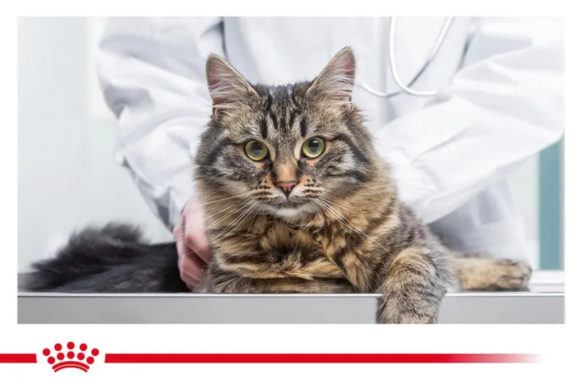 ROYAL CANIN Cat Gastrointestinal VHN - trockenfutter für Katzen - 2kg - foto 2