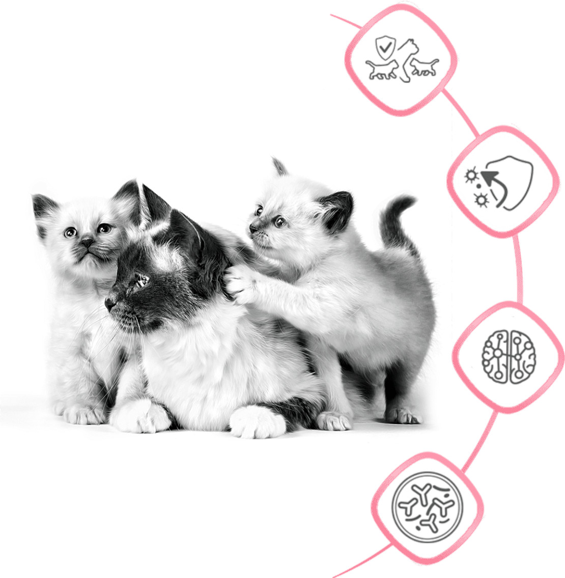 ROYAL CANIN FHN Mother&Babycat – Trockenfutter für Kätzchen – 4 kg - foto 3