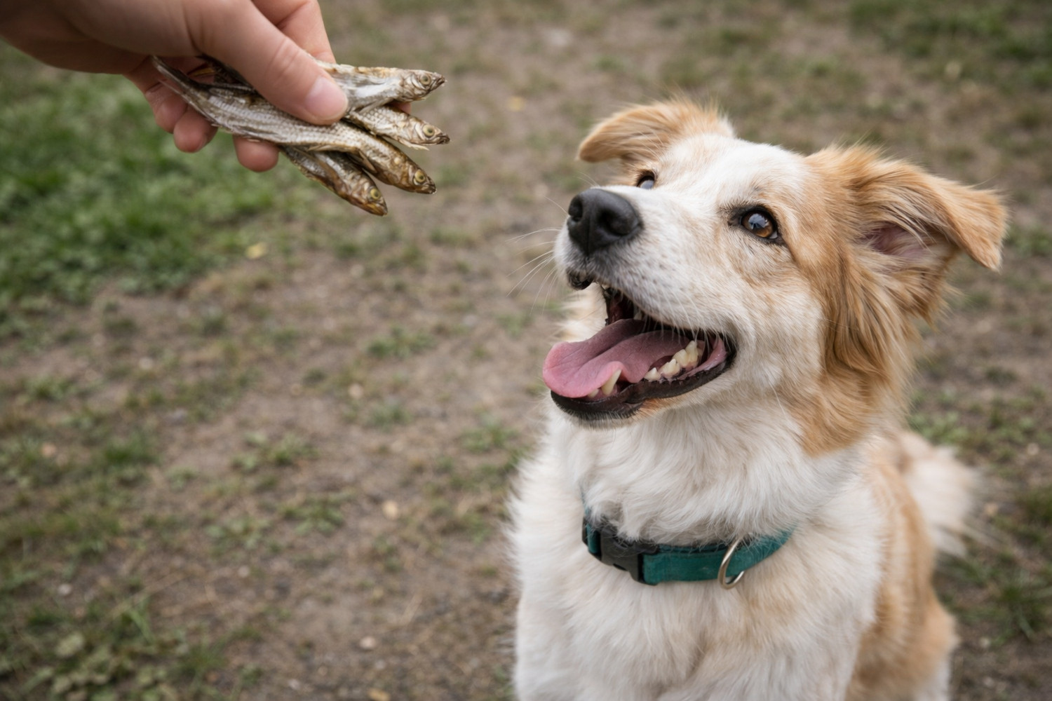 PETITTO Dried sprats - leckerli für hunde - 500g - foto 5
